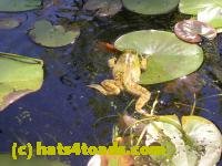 /home//u458753944/public_html/sourcegallery/////////////////////Frogs/More bullfrogs/DSCN5481.JPG